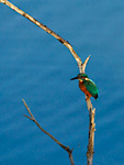 kingfisher on dead twig