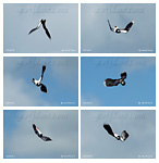 sequence of lapwing in rolling flight display