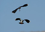 two lapwings in aerial combat