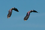 two lapwings in parallel flight