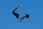 two lapwings in aerial combat