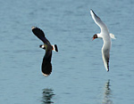 lapwing being chased by gull