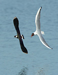 lapwing being chased by gull