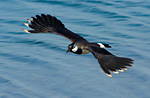 lapwing flying low