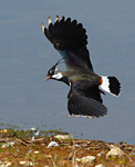 lapwing flying low