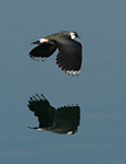 lapwing flying low over water