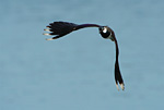 lapwing flying head-on