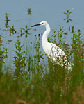 little egret amongst lakeside vegetation
