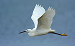 little egret flyby