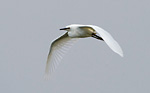 little egret in flight