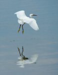 little egret in flight with reflection