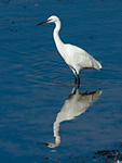 little egret in water with reflection
