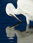 little egret in water with reflection