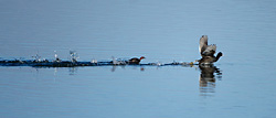 little grebe male chasing away a coot'