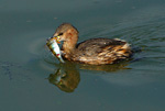 little grebe on water with fish