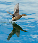 little grebe running/flying across calm water'