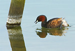little grebe summer plumage on water next to wooden post'