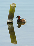 little grebe summer plumage on water next to wooden post