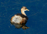 little grebe winter plumage on calm water'