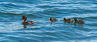 little grebe adult on water with three chicks