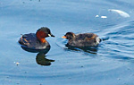 little grebe adult on water with chick