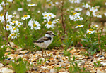 little ringed plover chick