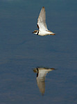 little ringed plover flying low over water