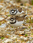 little ringed plover pair mating