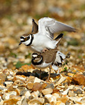 little ringed plovers mating