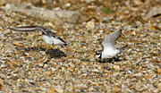 little ringed plover chasing off ringed plover