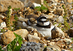 little ringed plover adult with chick