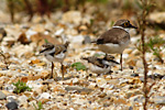 little ringed plover chicks with adult