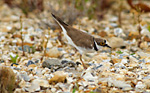little ringed plover protecting chicks