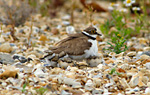 little ringed plover brooding chicks