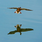 female Mallard about to land on calm water
