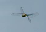 migrant hawker dragonfly in hovering flight