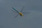 migrant hawker dragonfly in hovering flight