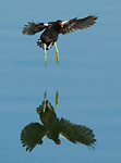 moorhen flying over calm water
