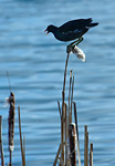 coot on water in mist