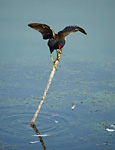 moorhen perched on old twig in water