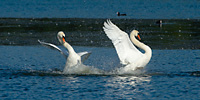 two mute swans fighting