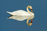 mute swan on calmwater