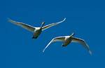mute swan pair in flight over