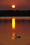 mute swan with setting sun