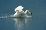 mute swan landing on water