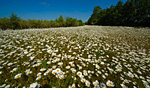 meadow of oxeye daisies