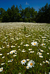 meadow of oxeye daisies