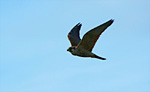 peregrine fly-by