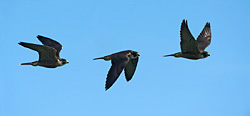 peregrine fly-by