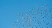 peregrine chasing black-tailed godwit flock